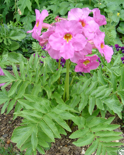 INCARVILLEA DELAVAYI 25 kusov